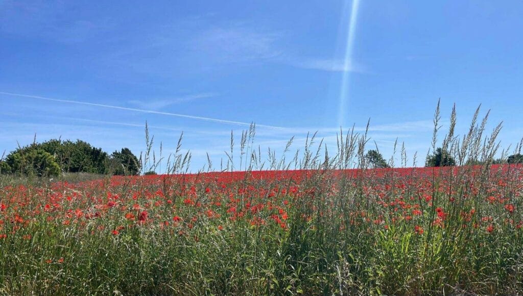 Glad midsommar - Recept på en midsommar i mindfulness Epikure5D